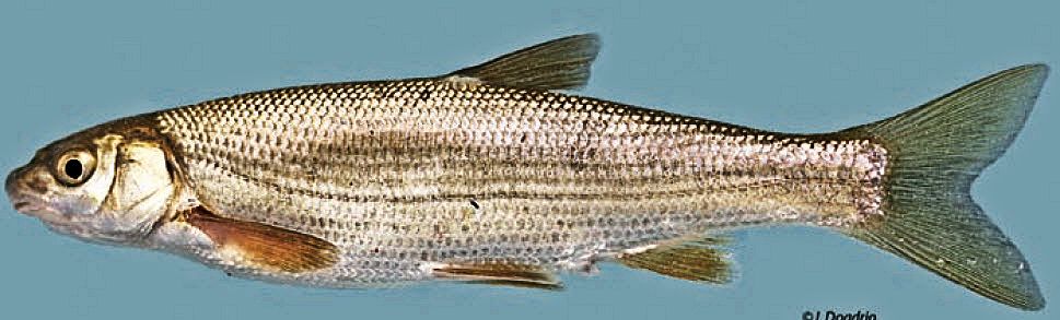 Pseudochondrostoma polylepis_08.jpg